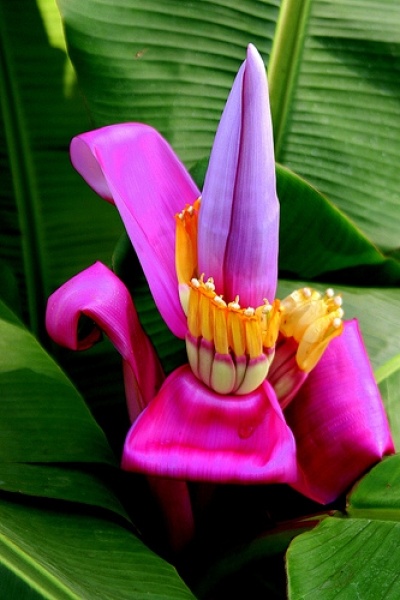 Photo:  Banana Flower